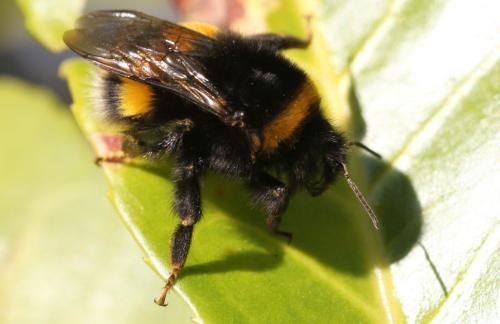 Bombus sp.